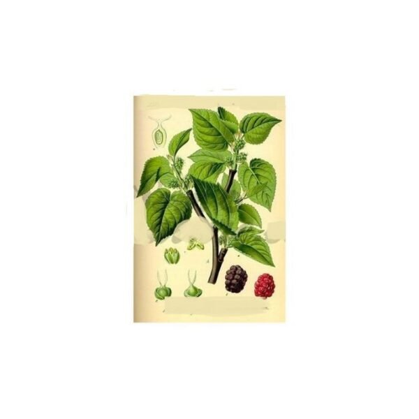 MULBERRY LEAF CUT Morus nigra IPHYM Herbalism,FEUILLES DE MÛRIER COUPÉES Morus nigra Herboristerie IPHYM